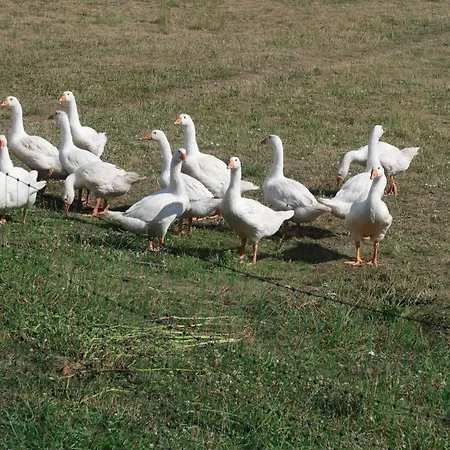 Kleine Flucht Nossentin *